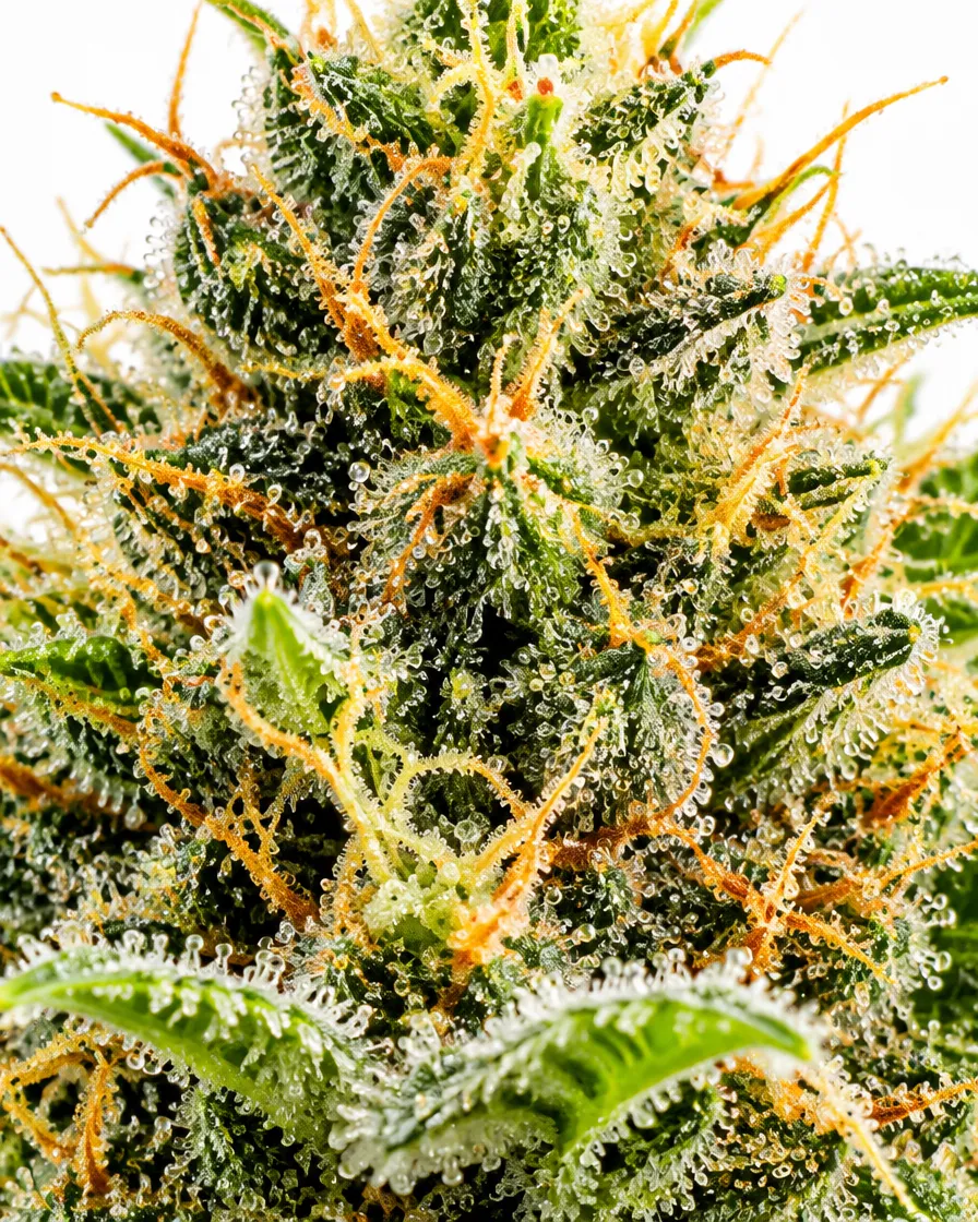 Trikoma Seeds Patagonia Fast semi femminizzato fast 80% indica