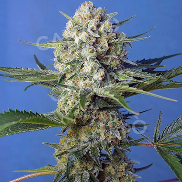 Sweet Seeds Crystal Candy F1 Fast Version semi femminizzati 4pz