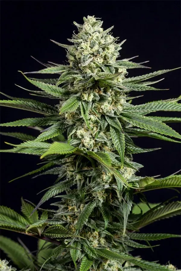 Dinafem OG Kush CBD semi femminizzati CBD alto