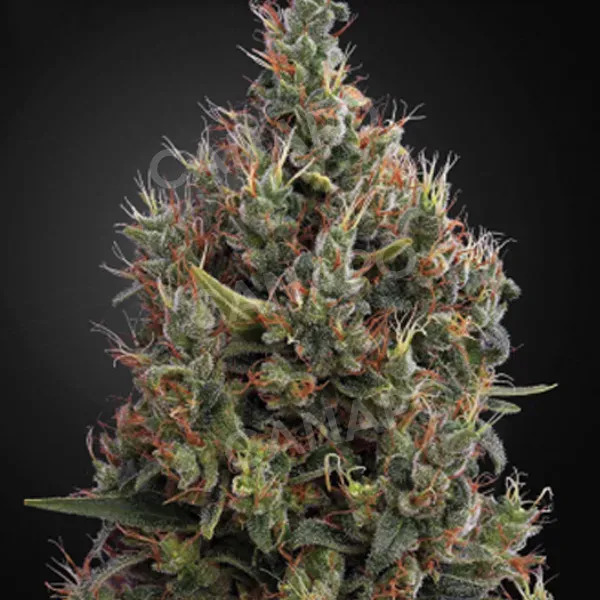 Green House Big Bang Auto semi autofiorenti indica