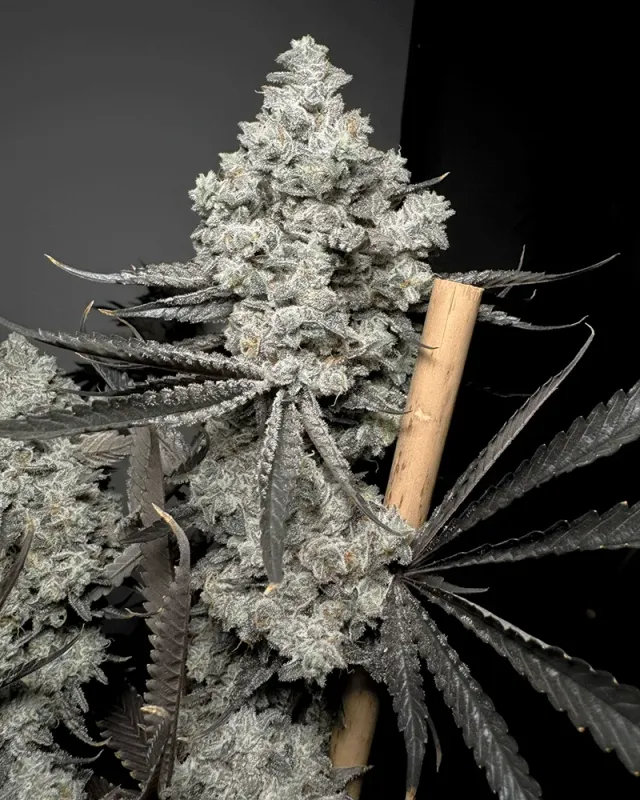 Solfire Gardens Barf Breath semi femminizzati 6 gas