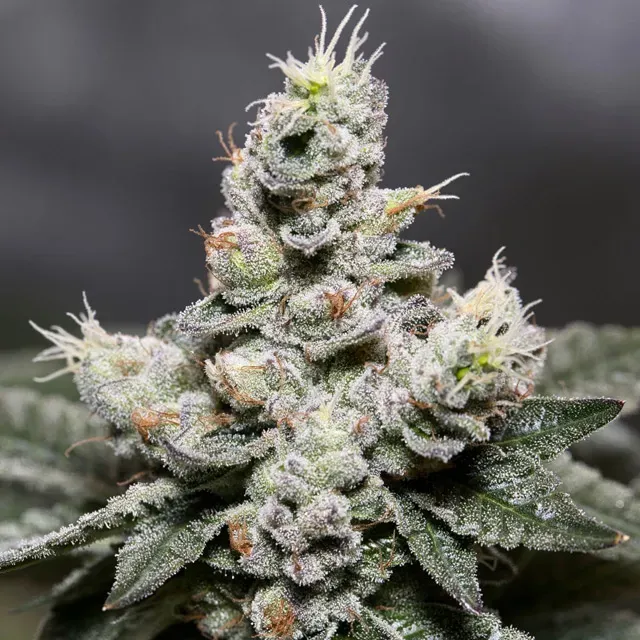 Vision Seeds Zkittlez semi autofiorenti caramella