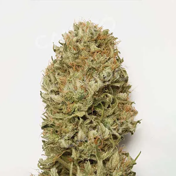 Humboldt Blue Dream Auto semi autofiorenti da collezione