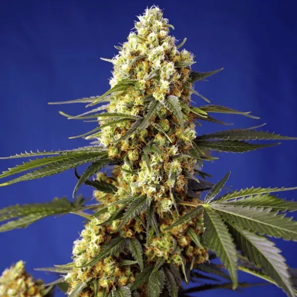Sweet Seeds Strawberry Banana Gelato XL Auto semi autofiorenti 3+1