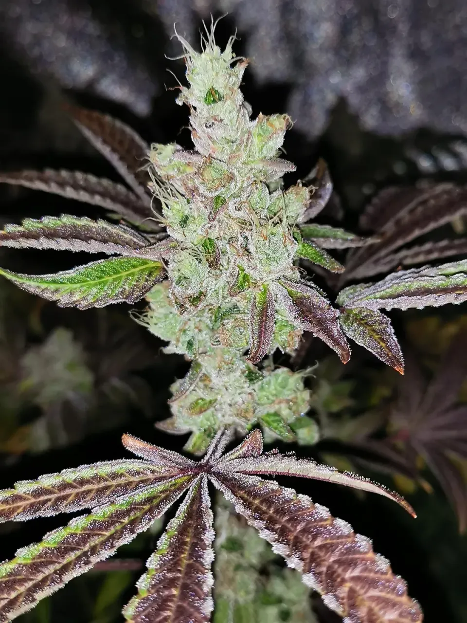 Pheno Finder Seeds Sour Kuntz semi femminizzati acidi