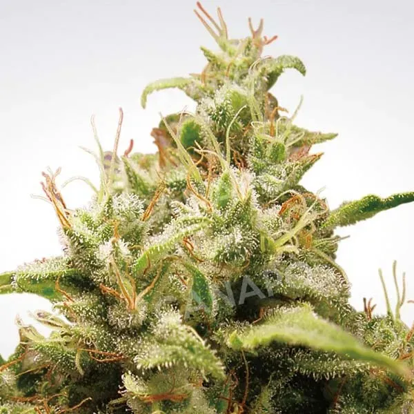 Paradise Seeds Opium semi femminizzati da collezione ibrido 50-50