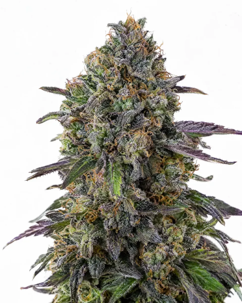 Trikoma Seeds Blueberry semi femminizzati 100 semi fruttato dolce