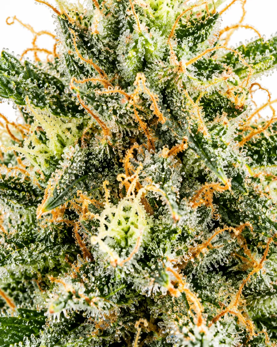 Trikoma Seeds Wendy semi femminizzati 100 semi sativa Haze