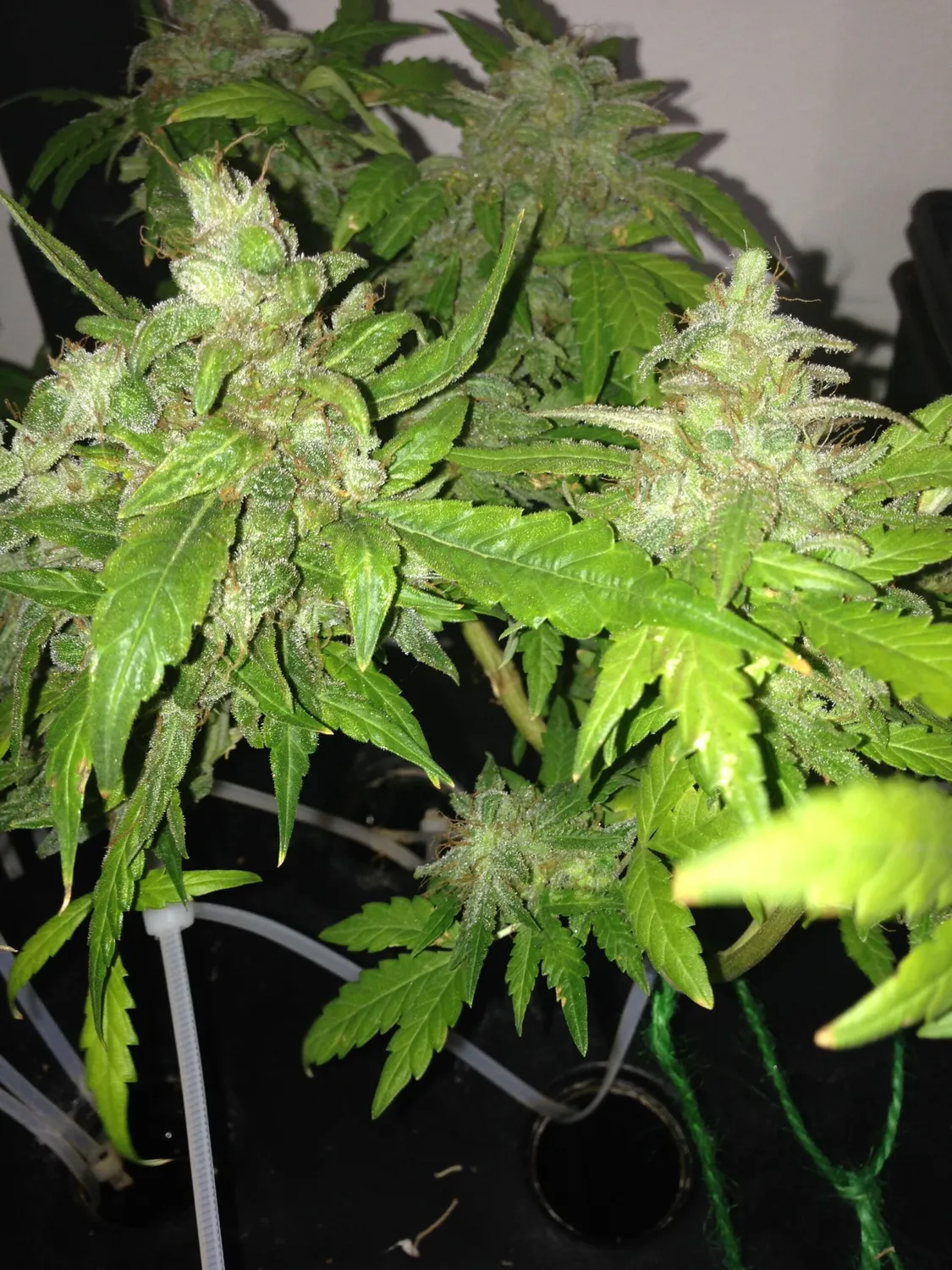 Pheno Finder Seeds Lemon Bubble semi autofiorenti auto