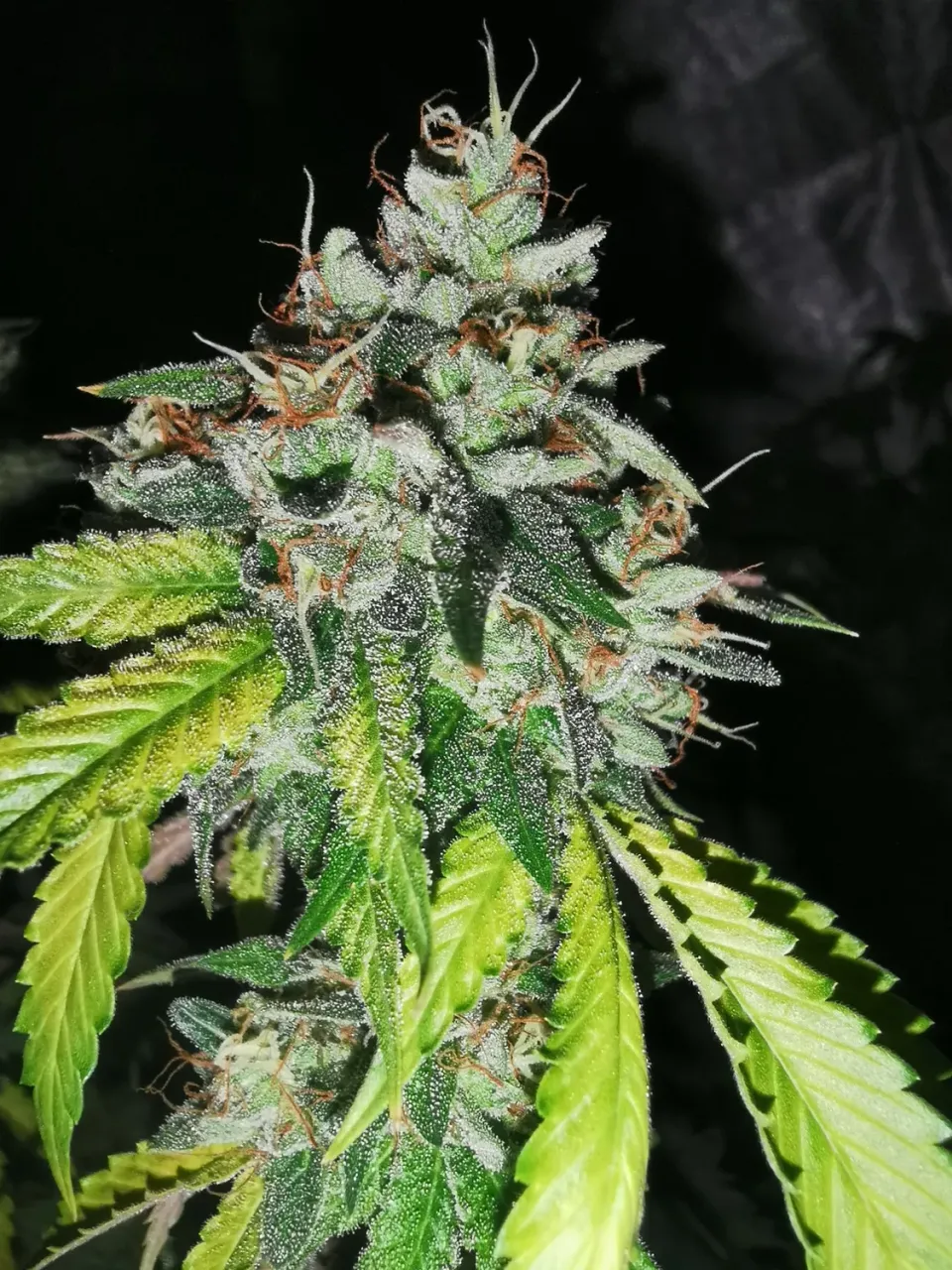 Pheno Finder Seeds Britcoin semi femminizzati indica