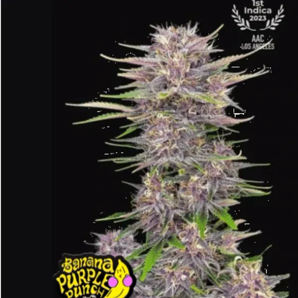 Fast Buds Banana Purple Punch Auto semi autofiorenti THC 26%