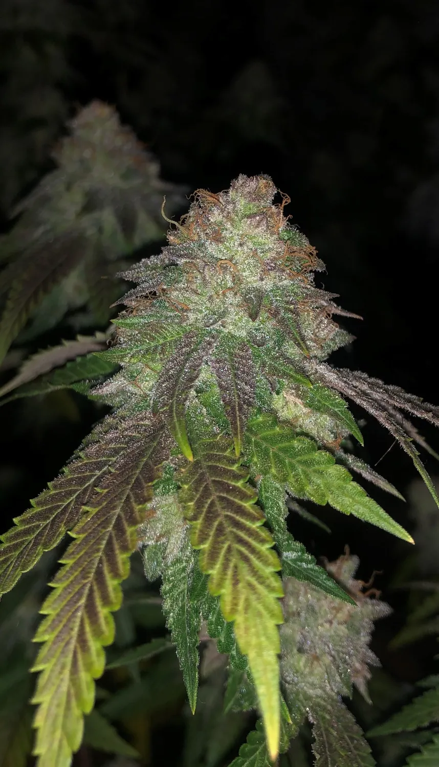 Pheno Finder Seeds Kuntz semi femminizzati da collezione