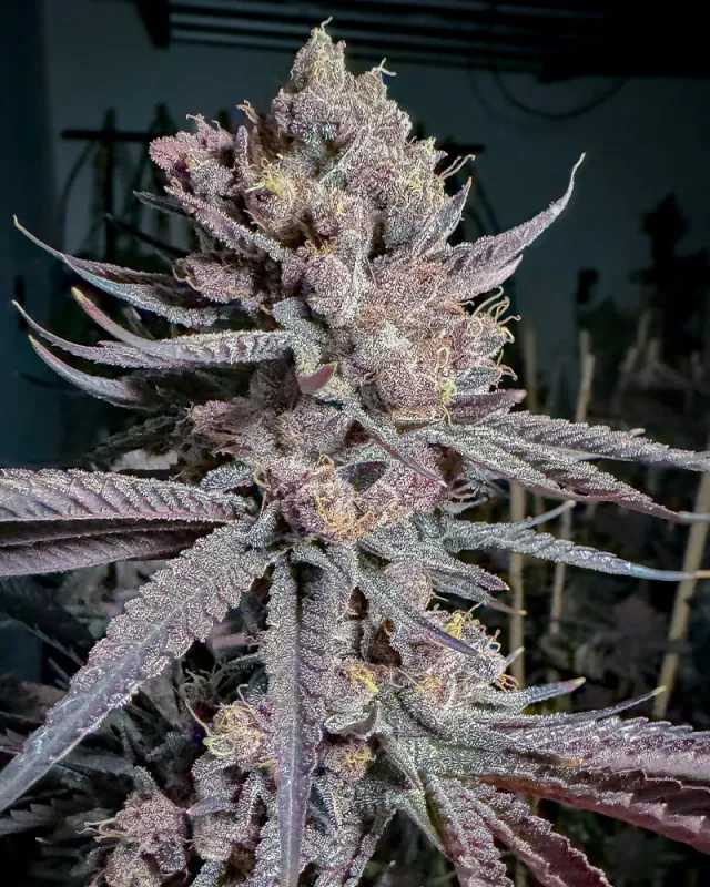 Solfire Gardens Last Supper Ripe semi femminizzati 3 semi