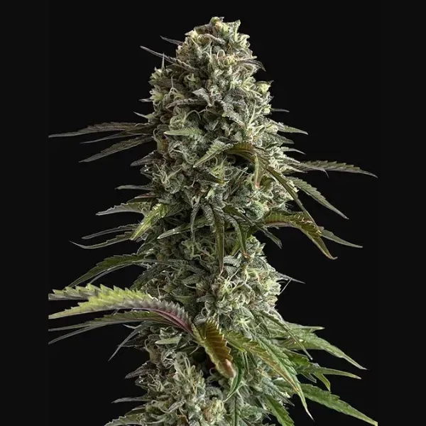 Fast Buds Skunk Auto semi autofiorenti dolci