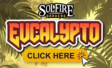 Solfire Gardens Eucalypto semi femminizzati 6 semi Last Chance