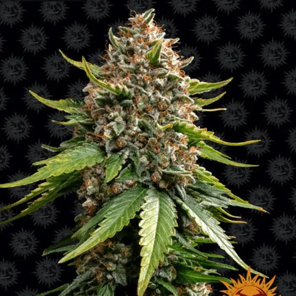 Barney's Farm White Widow XXL Auto semi autofiorenti