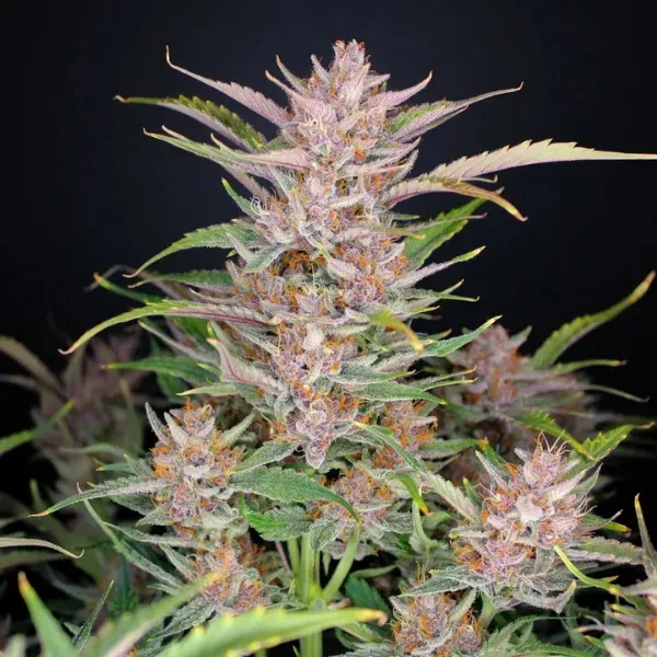 Fast Buds Gorilla Punch Auto semi autofiorenti 3 semi