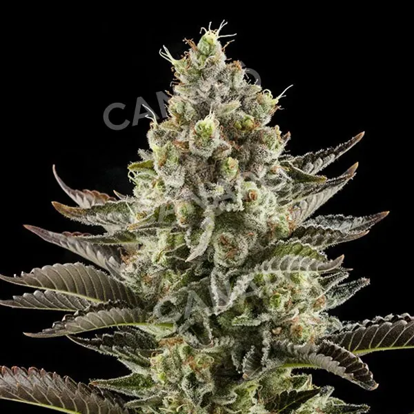 Dinafem Seeds White Widow semi femminizzati indica