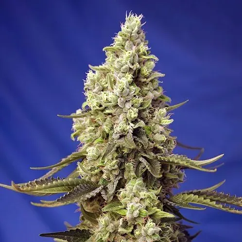 Sweet Seeds Runtz XL Auto SWS88 semi autofiorenti 3+1 dolce