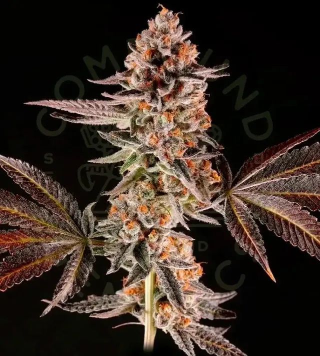 Paradise Seeds La Bomba Collection semi cannabis