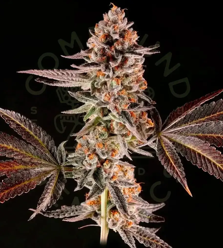 Paradise Seeds La Bomba Collection semi cannabis