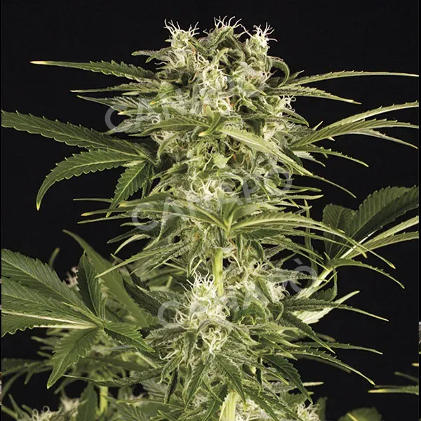 Humboldt Lemon Juice Express Auto Semi Autofiorenti Limone