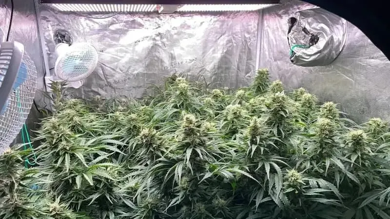 Paradise Seeds Atomical Haze Semi Femminizzati da Collezione