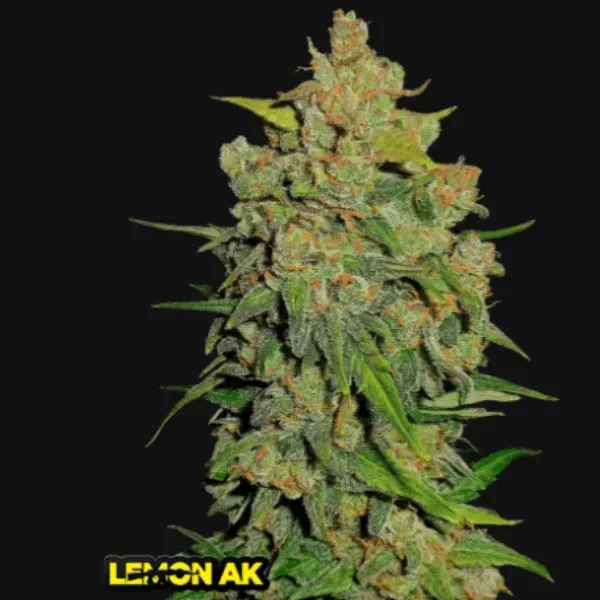 Fast Buds Lemon AK Auto semi autofiorenti limone