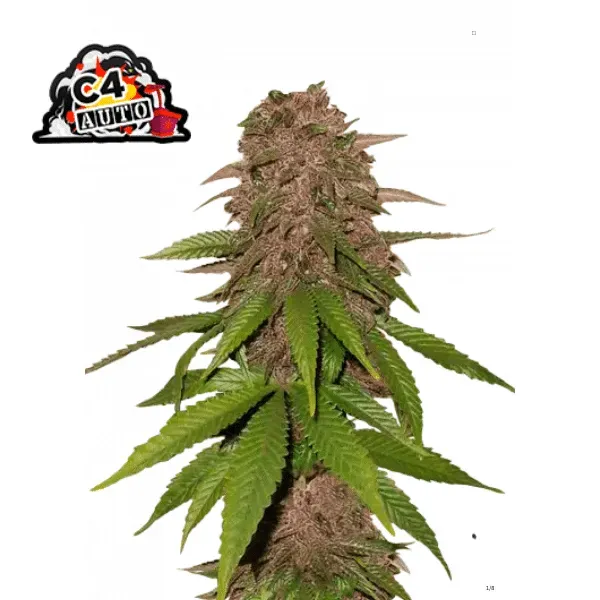 Fast Buds C4 Auto Semi Autofiorenti da Collezione Viola
