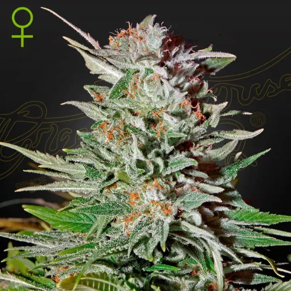 Greenhouse Super Lemon Haze Auto semi autofiorenti sativa limone