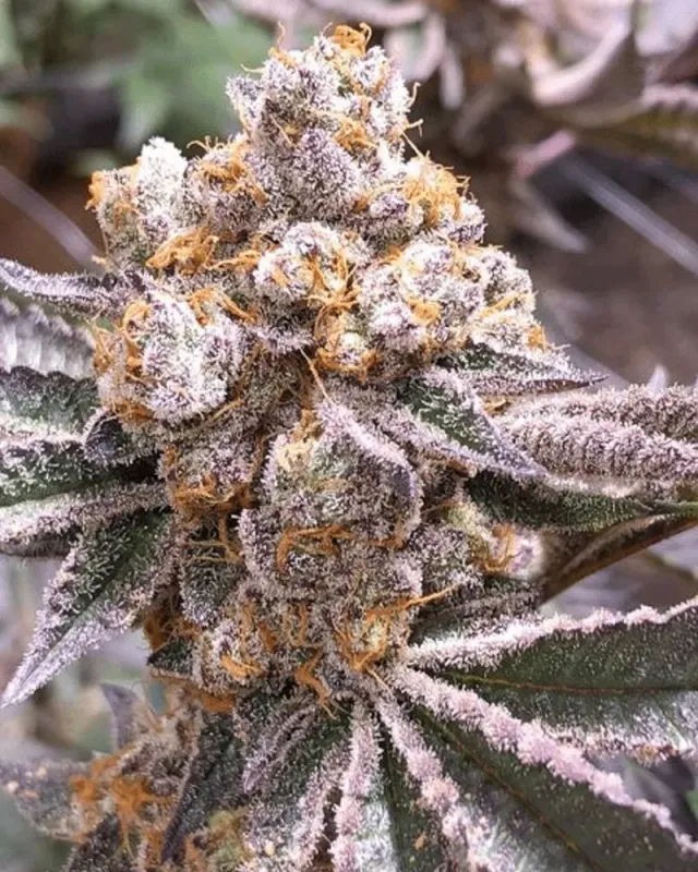Solfire Gardens Black Banana Westside Creeper semi regolari 12 semi