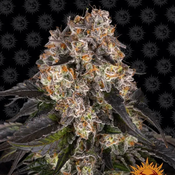 Barney's Farm Girl Scout Cookies semi femminizzati THC 25%