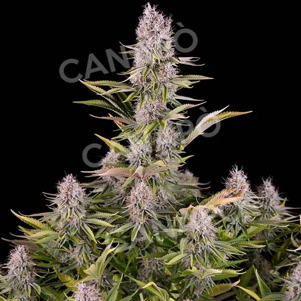 Dinafem Amnesia Kush semi femminizzati sativa