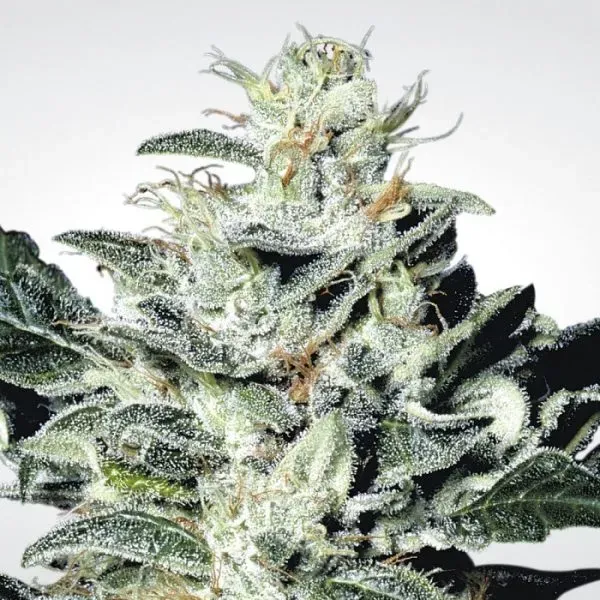 Paradise Seeds Sensi Star semi femminizzati indica premiata