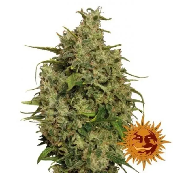 Barney's Farm Sweet Tooth #1 semi femminizzati x3 dolce