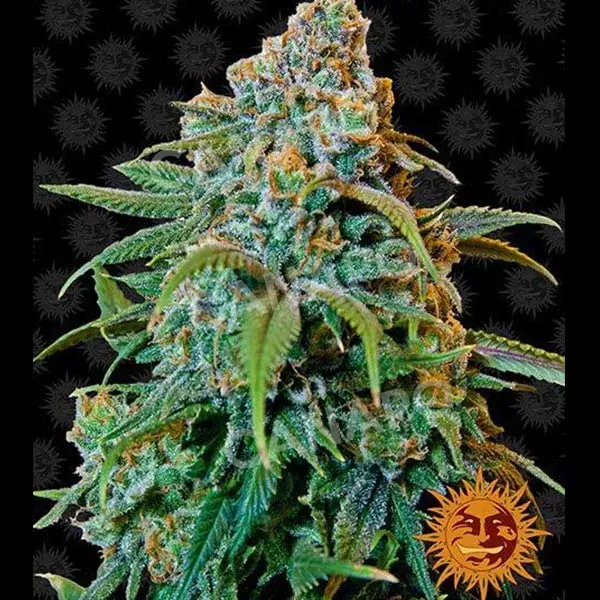 Barney's Farm Liberty Haze semi femminizzati da collezione