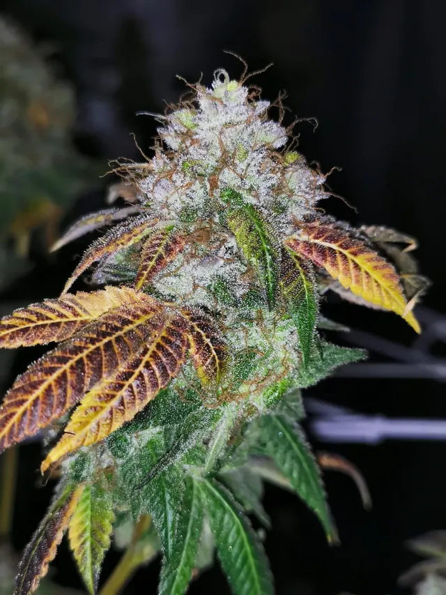 Pheno Finder Seeds Southern Kuntz semi femminizzati collezione