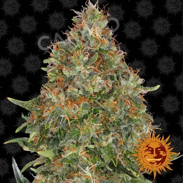 Barney's Pineapple Express Auto semi autofiorenti 1 seme ananas