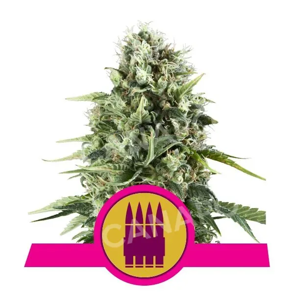 Royal Queen Seeds Royal AK semi femminizzati 3 semi
