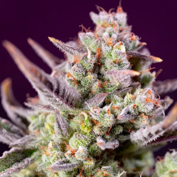 Sweet Seeds Sweet Zenzation XL Auto semi autofiorenti 3+1