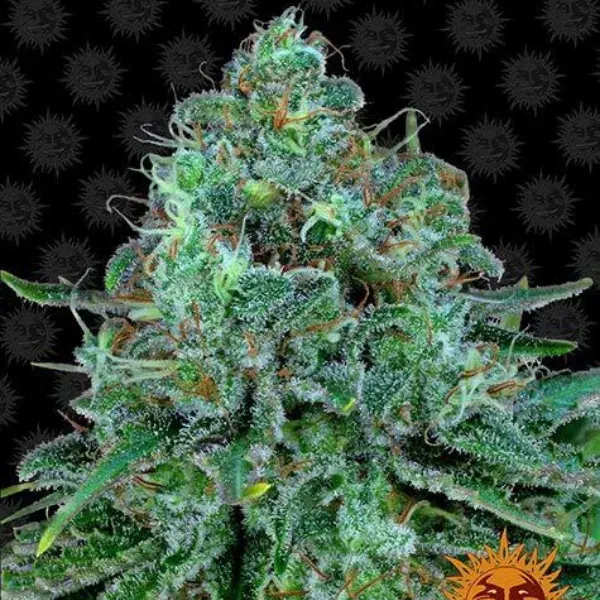 Barney's Farm Critical Kush semi femminizzati 3 semi indica