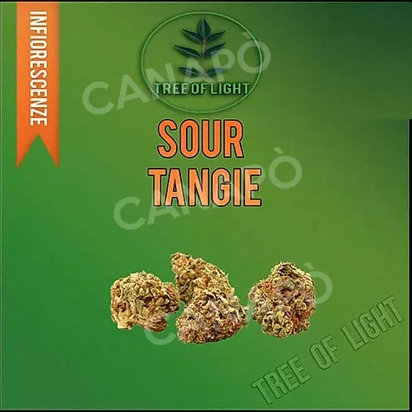 Tree of Light Sour Tangie Cannabis Light 1 gr Agrumi