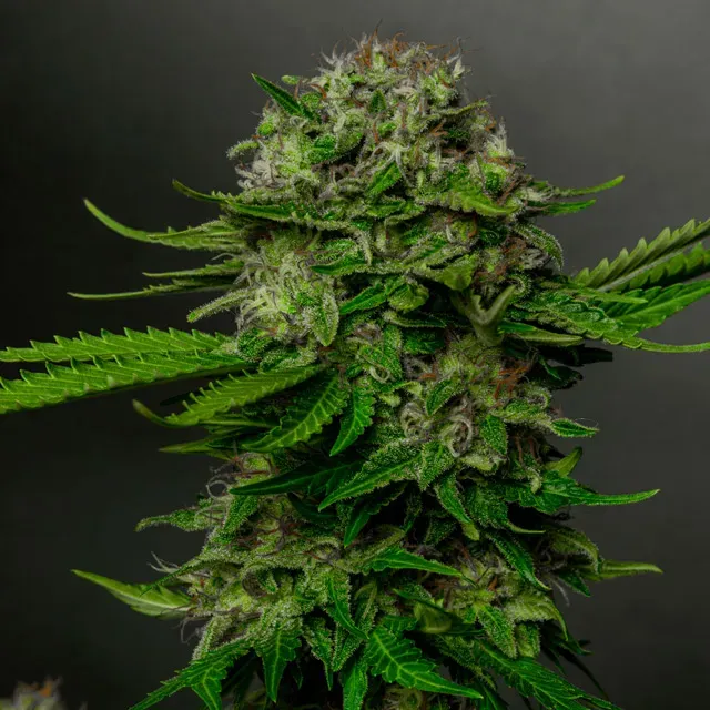 Vision Seeds Oreoz x Spritzer semi femminizzati THC 32%
