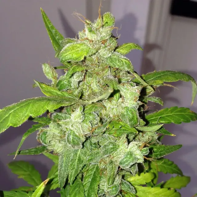 Pheno Finder Seeds Lemon Bubble semi autofiorenti auto