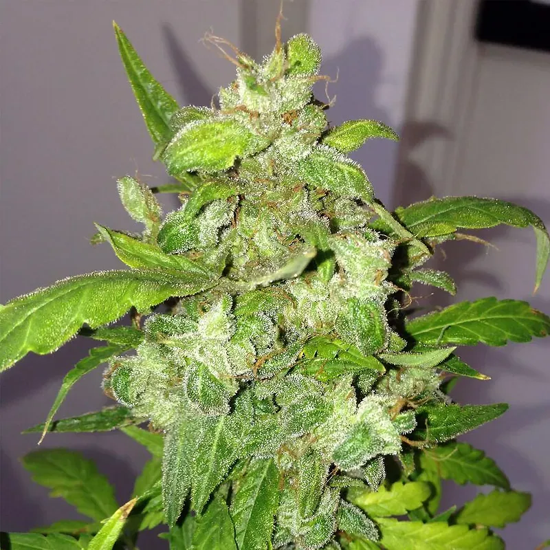 Pheno Finder Seeds Lemon Bubble semi autofiorenti auto