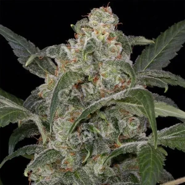 Dinafem Haze 2.0 Auto semi autofiorente da collezione