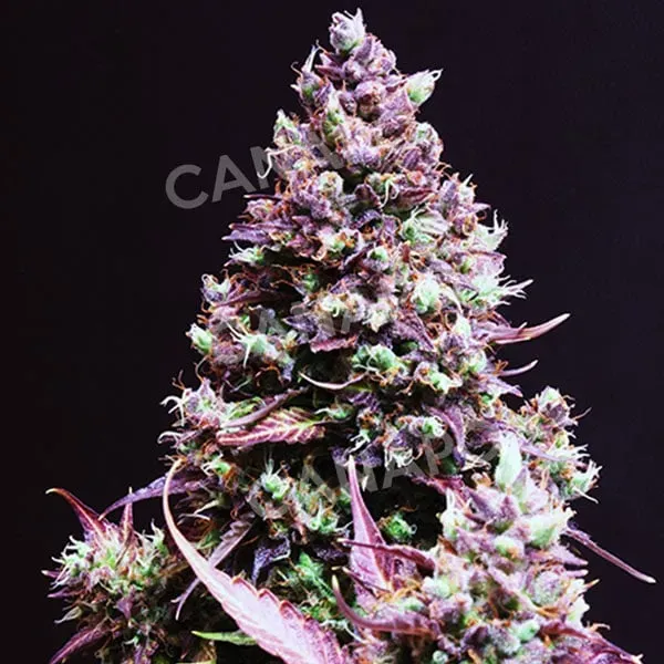 Sweet Seeds Cream Caramel Auto semi autofiorenti 3+1 dolce