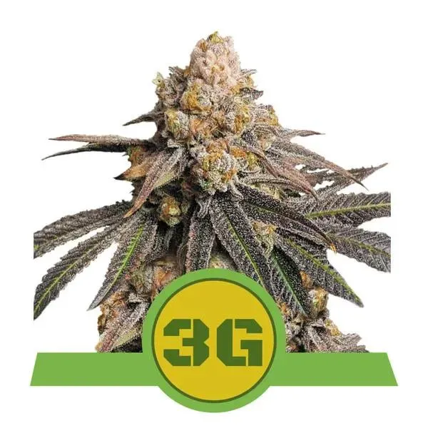 Royal Queen Triple G Automatic semi autofiorenti indica