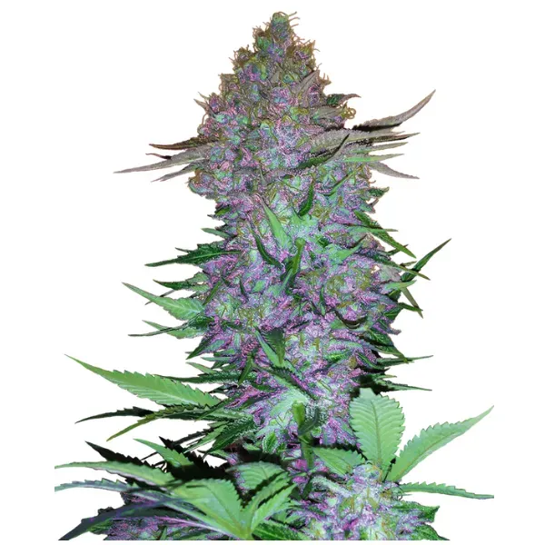 Sensi Seeds Purple Skunk Auto semi autofiorenti viola