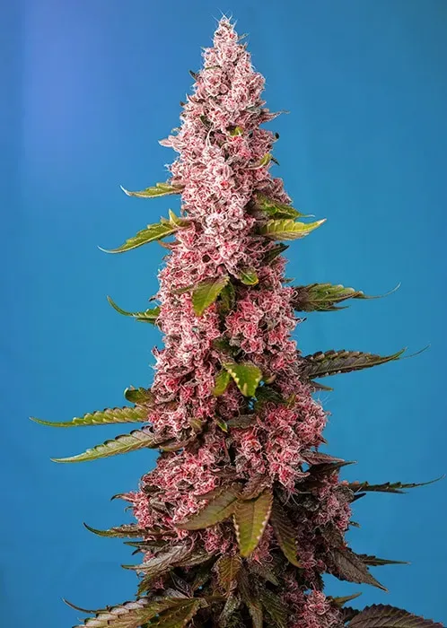 Sweet Seeds Red Hot Cookies semi femminizzati 3+1 THC 25%